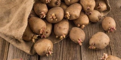 Priprema krompira za sadnju