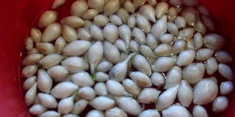 Priprema luka za sadnju