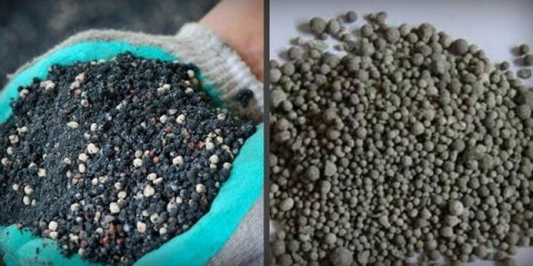 Šta staviti u rupu prilikom sadnje krastavaca