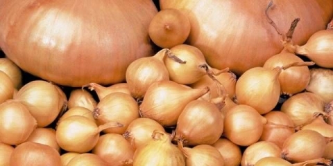 Priprema luka prije sadnje