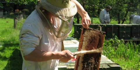 Priprema pčela za zimovanje
