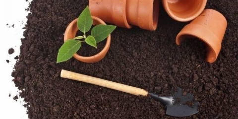 Priprema tla za sadnice paprike