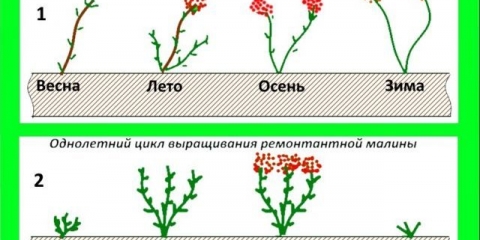 Priprema remontantnih malina za zimu