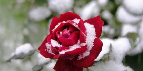 Priprema ruža za zimu u centralnoj rusiji