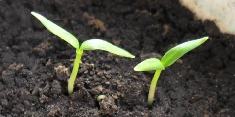 Priprema sjemena paprike za setvu rasada