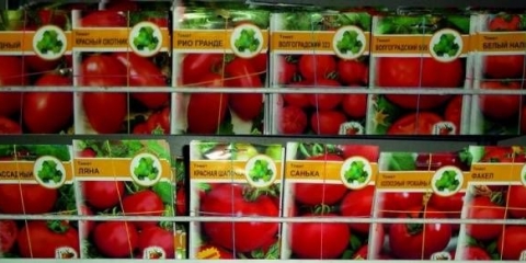 Priprema semena paradajza za setvu rasada