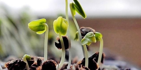 Priprema semena paradajza za setvu rasada