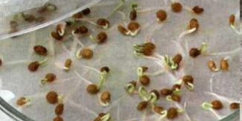 Priprema sjemena paradajza prije sadnje