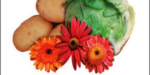 Priprema plastenika u proljeće za sadnju paradajza