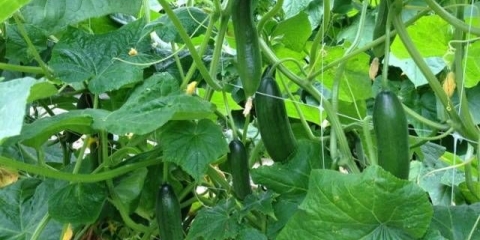 Gnojidba krastavaca kvascem u stakleniku