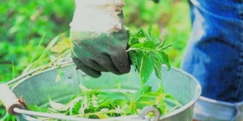 Prihrana od infuzije koprive za biljke: pravila upotrebe