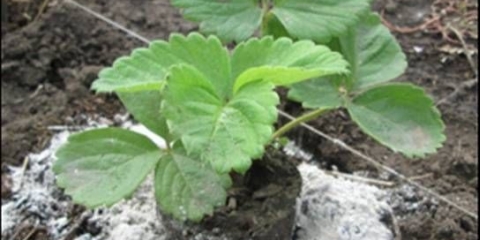 Hranjenje jagoda bornom kiselinom, pilećim gnojem