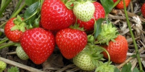 Đubrenje jagoda kvascem