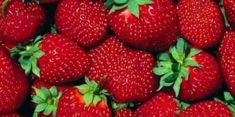 Prihranjivanje jagoda tokom cvatnje