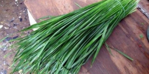 Đubrenje luka kvascem