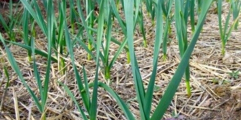 Hranjenje luka i belog luka