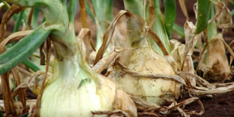 Prihrana crnog luka u proljeće po glavici