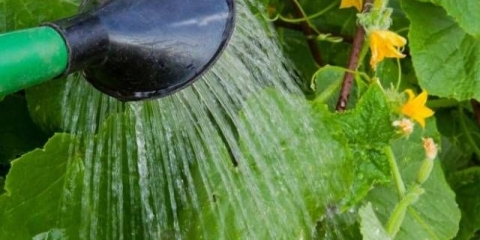 Đubrenje krastavaca organskim đubrivima