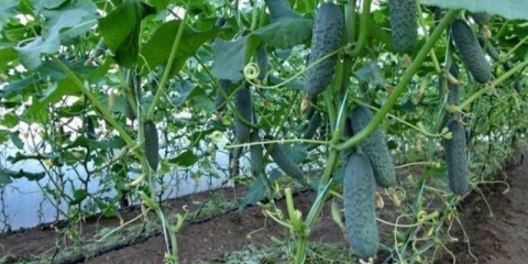 Prihrana krastavaca nakon sadnje u stakleniku