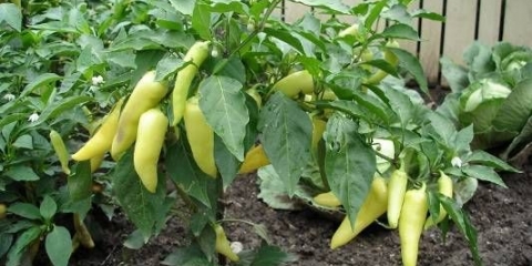 Prihranjivanje paprike nakon sadnje u stakleniku i zemljištu