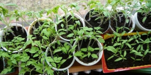 Hranjenje sadnica paprike i paradajza narodnim lijekovima