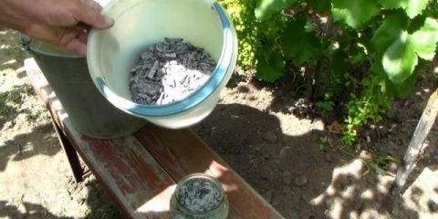 Hranjenje sadnica paradajza i paprike narodnim lijekovima