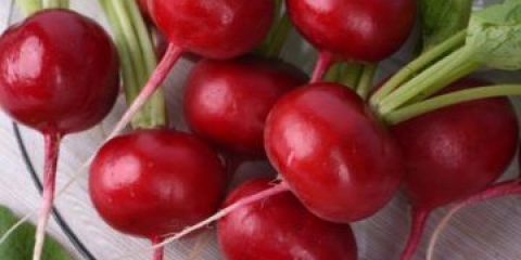 Prihrana rotkvica: u stakleniku, na otvorenom polju