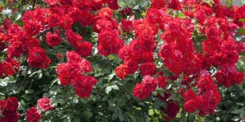 Prihrana ruža za najbolje cvjetanje u proljeće na otvorenom polju