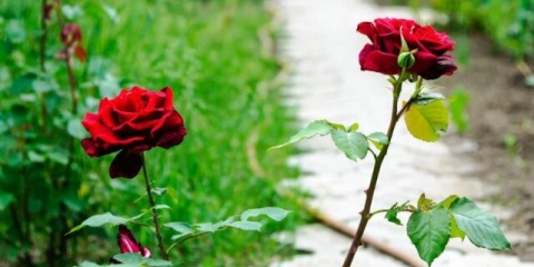 Prihranjivanje ruža ureom (karbamidom) u proljeće