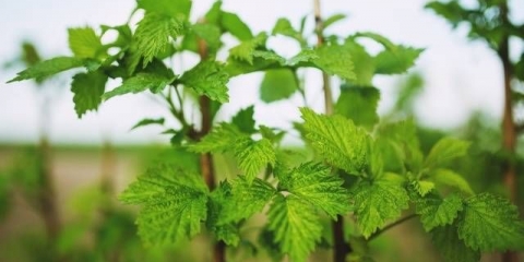 Prihrana ribizla i ogrozda u proljeće