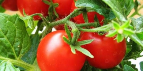 Prihrana paradajza sa kvascem na otvorenom polju