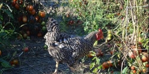 Hranjenje paradajza pilećim gnojem