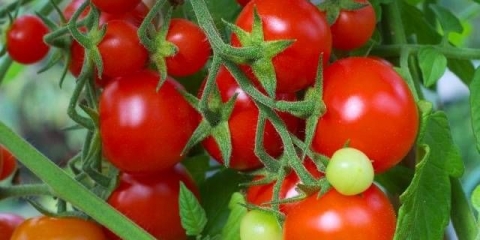 Prihranjivanje paradajza nakon sadnje u zemlju