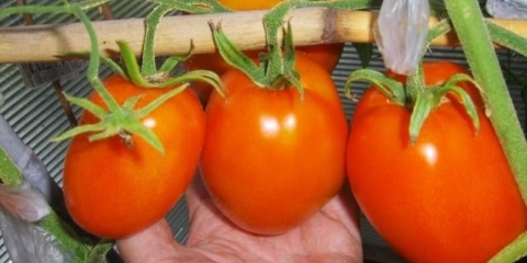 Prihrana paradajza: recepti, koja gnojiva i kada koristiti