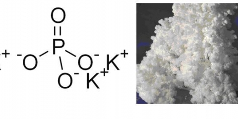 Preljev paradajza pepelom