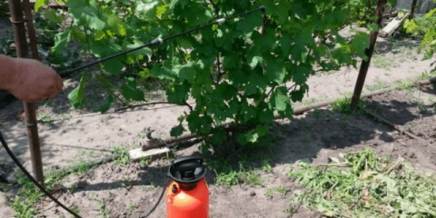 Prihrana grožđa u proljeće: prije cvatnje, za veliku berbu, ispod korijena