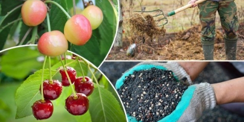 Đubrenje trešanja u proleće: pre, tokom i posle cvetanja radi bolje berbe