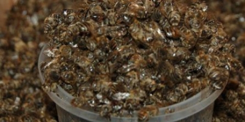 Podmore pčela: tinktura na alkoholu i votki, primjena