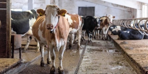 Pododermatitis kod krava: uzroci, znakovi i liječenje