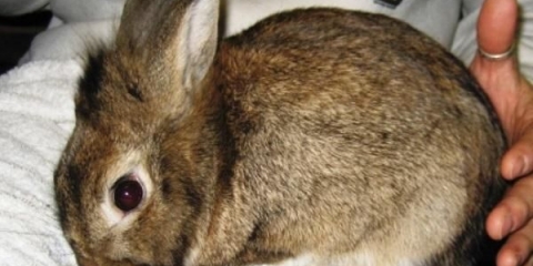 Pododermatitis kod kunića - liječenje