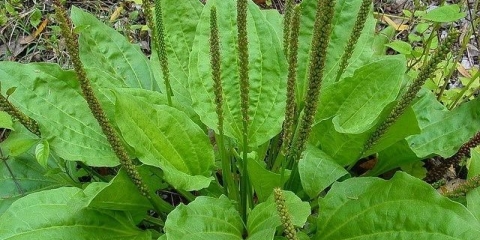 Biljka trputca: opis, svojstva i upotreba