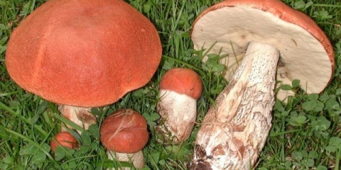 Aspen pečurke: video branje gljiva, gdje i kada brati