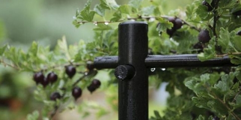 Napravite sami rekvizite za grmove ribizle