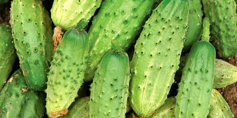 Detaljne karakteristike i opis sorte krastavca fontanel f1