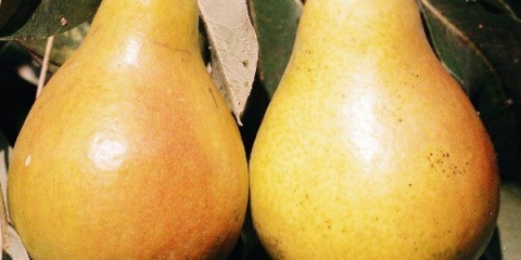 Detaljne karakteristike sorte kruške chizhovskaya