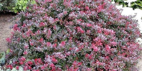 Detaljan opis sorte žutika tunberga atropurpurea