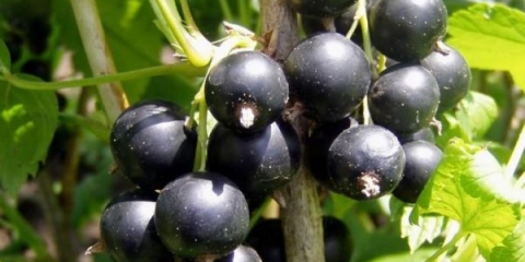 Detaljan opis sorte crne ribizle selechenskaya