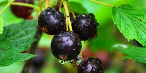 Detaljan opis pigmejskih sorti crne ribizle