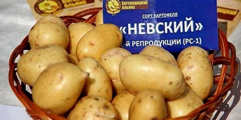 Detaljan opis i karakteristike sorti krompira nevsky