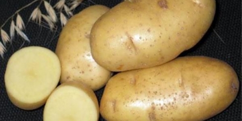 Detaljan opis i karakteristike impala krompira